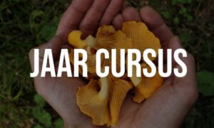 Wilde en Eetbare paddenstoelen – Jaarcursus