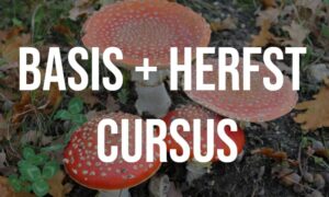 Wilde en eetbare paddenstoelen – basis cursus en herfst