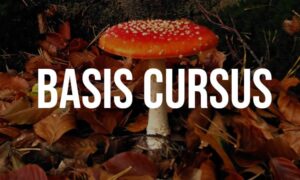 Wilde en eetbare paddenstoelen – Basiscursus 2026
