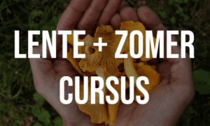 Wilde en eetbare paddenstoelen – lente en zomer