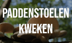 Paddenstoelen kweken